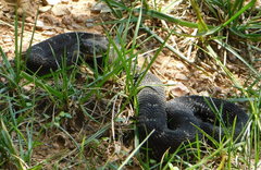 Crotalus cerberus