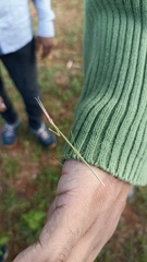 Schizocephala bicornis