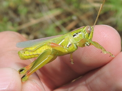 Hesperotettix viridis