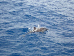 Stenella attenuata