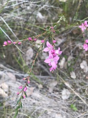 Boronia crenulata