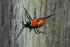 Dysdercus decussatus