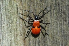 Dysdercus decussatus