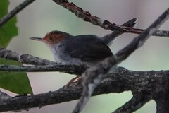 Orthotomus ruficeps