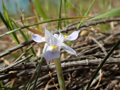 Moraea setifolia