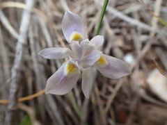 Moraea setifolia