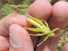 Hesperotettix viridis