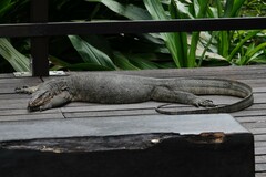 Varanus salvator macromaculatus