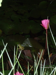 Pelophylax fukienensis