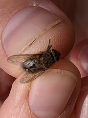 Muscina stabulans