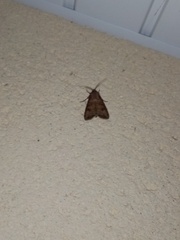 Agrotis