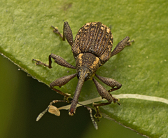 Meriphus
