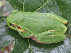 Hyla japonica