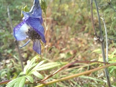 Aconitum volubile