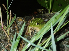 Pelophylax fukienensis