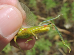 Hesperotettix viridis