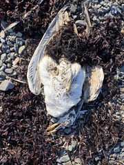 Larus argentatus