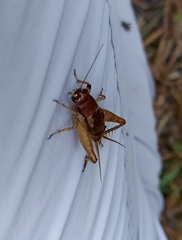Gryllodes sigillatus