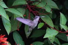 Archilochus colubris