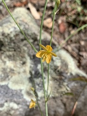 Echeandia flavescens