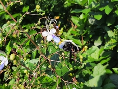 Biluna