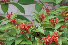 Archilochus colubris