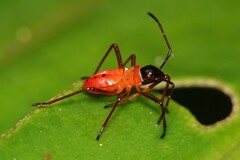 Dysdercus decussatus