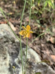 Echeandia flavescens