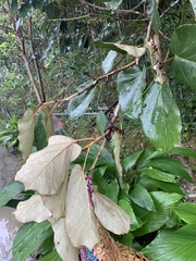 Pterospermum acerifolium
