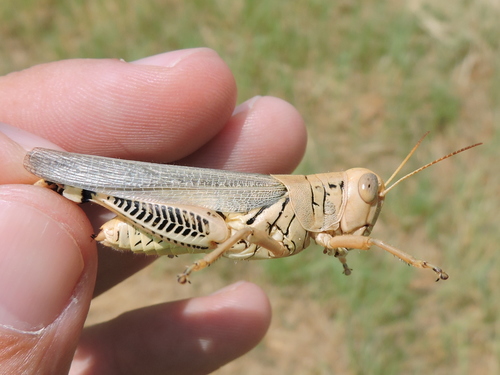 Photo of Differential Grasshopper (Melanoplus differentialis)
