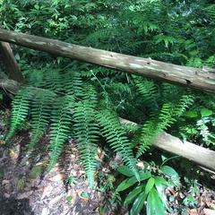 Microlepia nepalensis