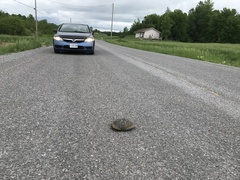 Emydoidea blandingii