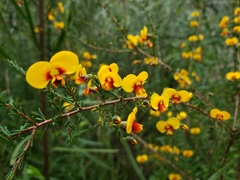 Faboideae