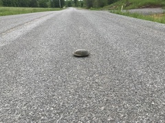 Emydoidea blandingii