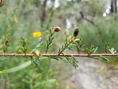 Faboideae