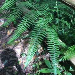 Microlepia nepalensis