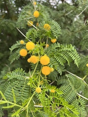 Vachellia karroo