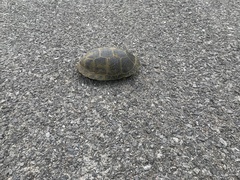 Emydoidea blandingii