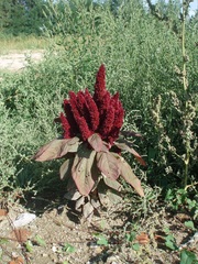 Amaranthus caudatus