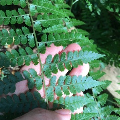 Microlepia nepalensis