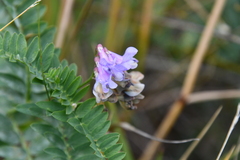 Vicia nervata