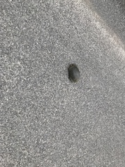 Emydoidea blandingii