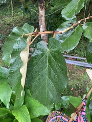 Pterospermum acerifolium