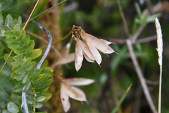 Vicia nervata