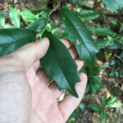 Eustigma oblongifolium