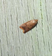 Tachystola acroxantha