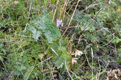 Vicia nervata