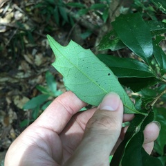 Eustigma oblongifolium