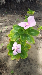 Catharanthus
