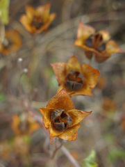 Cistus salviifolius